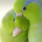 Green Parrotlets