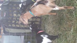 Fav Foto Friday Goats!