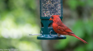 Fav Foto Friday Male Cardinal