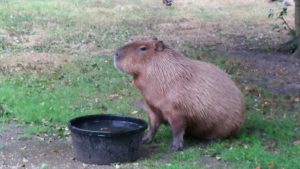 Fav Foto Friday Capybara 