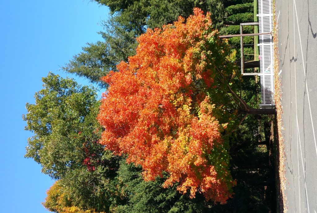 Fav Foto Friday Flaming Orange Maple Tree