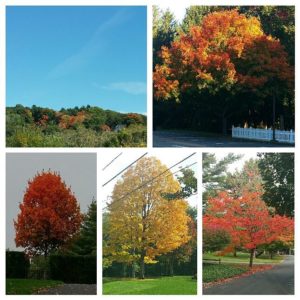 Fav Foto Friday Fall Color Collage 1