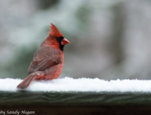 Weekly Photo Challeng - Seasons Male Cardinal in the Snow