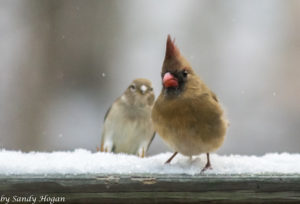 Photobombed Female Cardinal in the snow