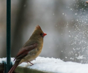 Wistful Female Cardinal watching the falling snow