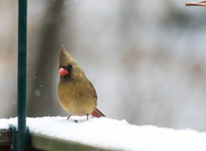 Inquisitive Female Cardinal sitting in the snow