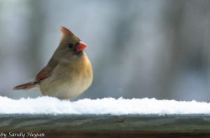 Female Cardinal Sittin Pretty in the snow