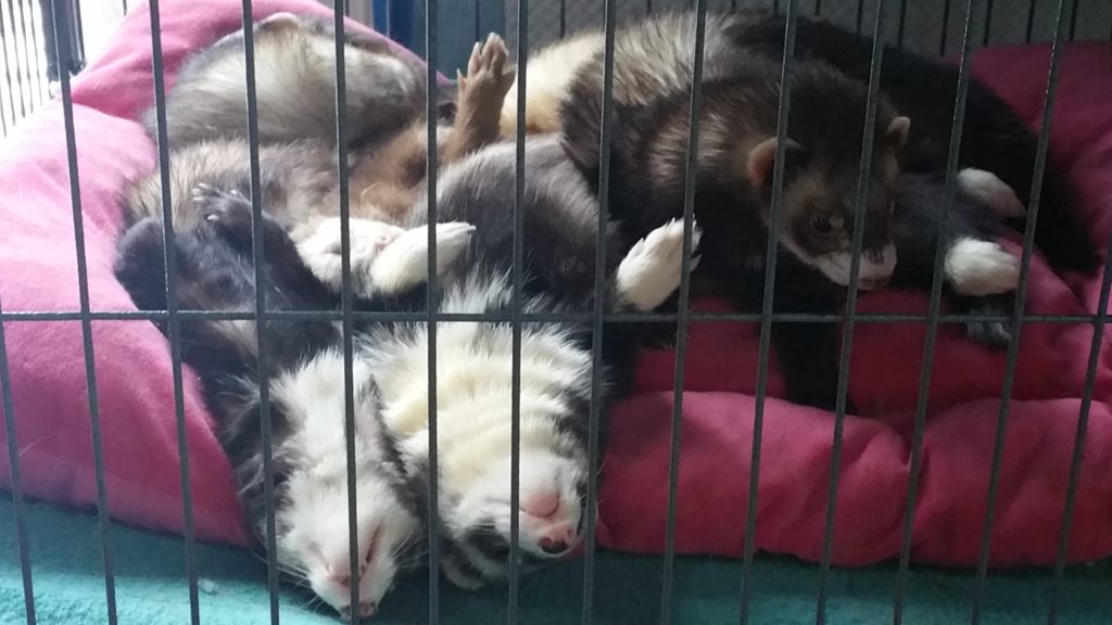 Silly Sleeping Ferrets
