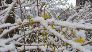 Forsythia Covered in Snow