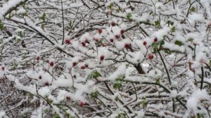 Little Red Buds Covered In Snow