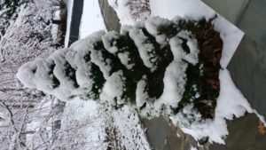 Perfect Little Snowy Tree