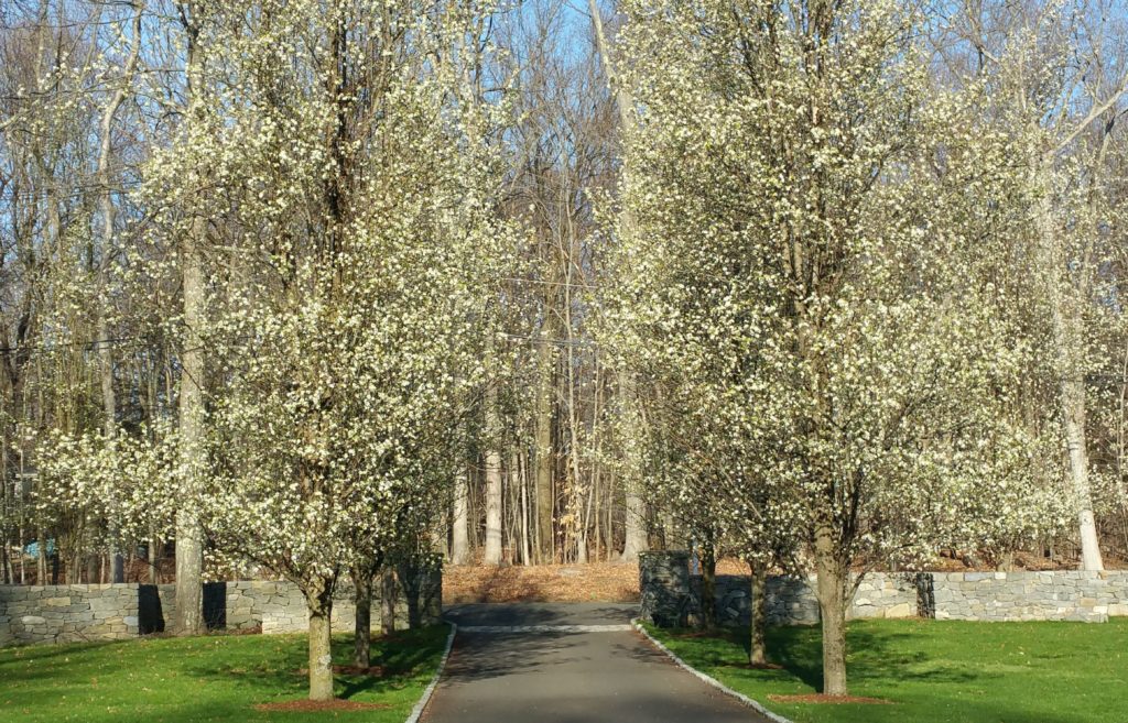 Blooming trees lining driveway