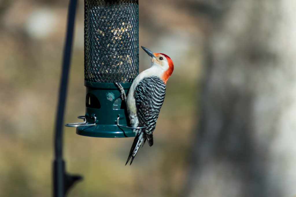 Woodpecker at feeder