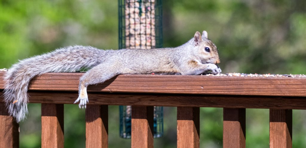 Squirrel laying down on railing while snacking on bird seed