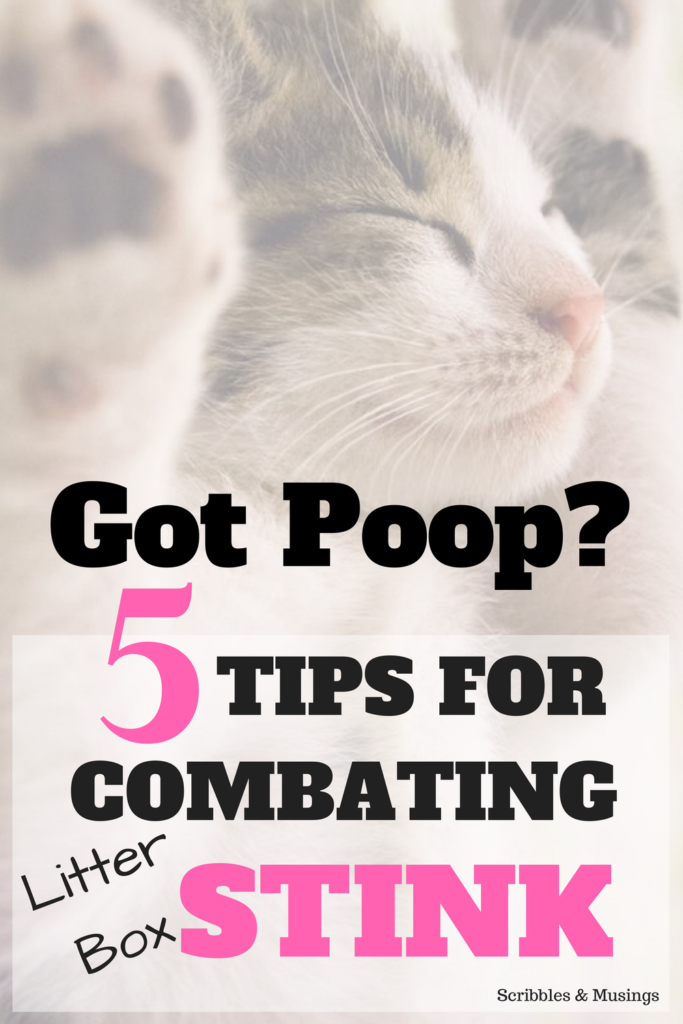 5 tips for combating litter box stink